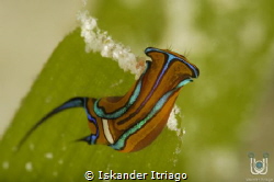 Grand Cayman
Nikon D700 
105mm, 2x Teleconverter & +10 ... by Iskander Itriago 